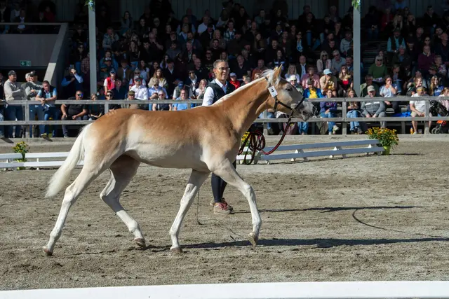 Foto: Fohlenhof Ebbs/Anita Baumgartner