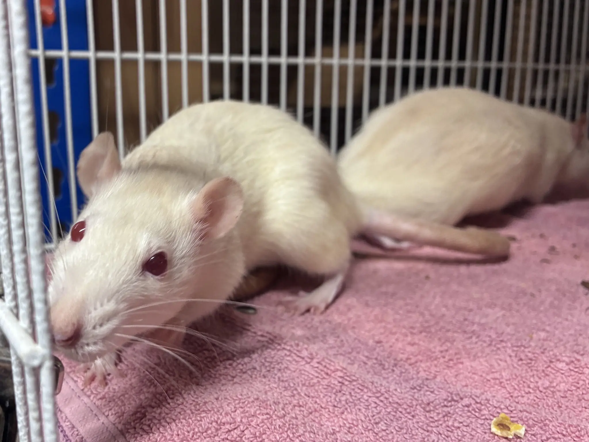 Animal introduction: Seven female rats are looking for a new home with ...