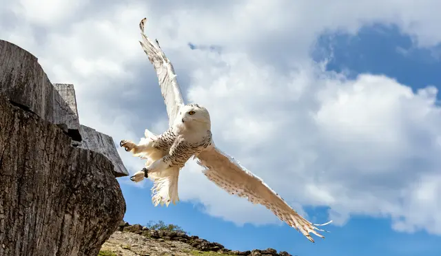 Ein Greifvogel im Flug