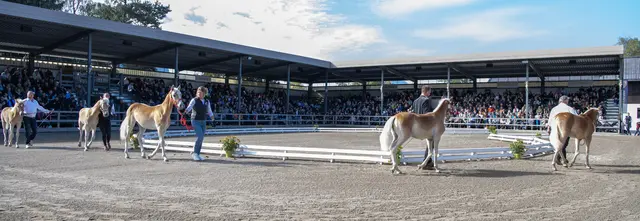 2.500 Besucherinnen und Besucher verfolgten am 26. September die Stutfohlen-Auktion in Ebbs.  | Foto: Fohlenhof Ebbs/Bob Schouten