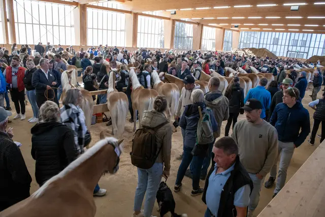 Reges Interesse bei den Besucherinnen und Besuchern am Fohlenhof Ebbs.  | Foto: Fohlenhof Ebbs/Bob Schouten