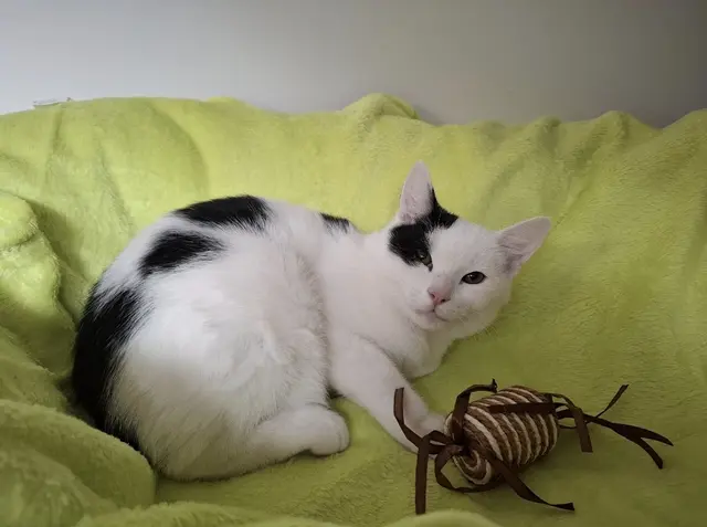 Wer erkennt den kleinen Kater? | Foto: Pfotenhilfe