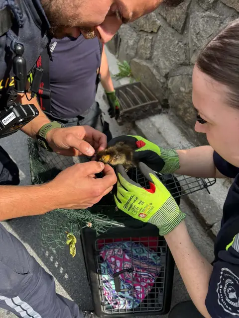 FF Amstetten: Entenrettung | Foto: Bezirksfeuerwehrkommando Amstetten