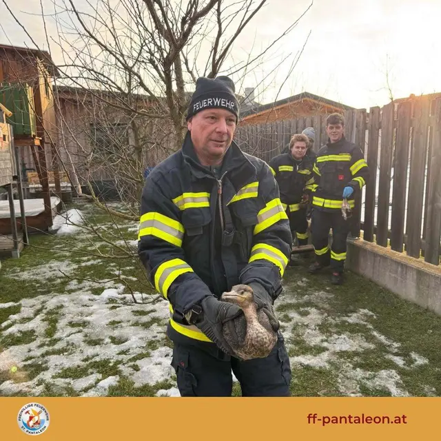 FF St. Pantaleon rettete einen Kormoran aus misslicher Lage. | Foto: Bezirksfeuerwehrkommando Amstetten