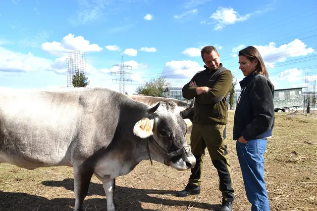 Franz Baron mit IIsabella Schieszler-Lotschak einem Tiroler Grauvieh, das auf einer Weide gemeinsam mit Schafen, Hühnern und Gänsen lebt. | Foto: Mirjam Preineder