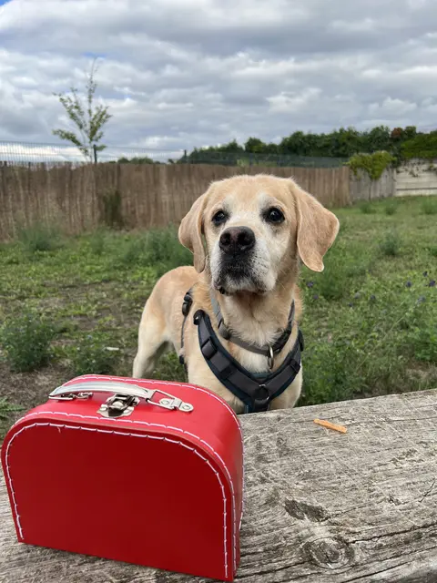 Für viele Hunde des Tierquartiers kann ein Zuhause auf Zeit gefunden werden. | Foto: TierQuarTier Wien