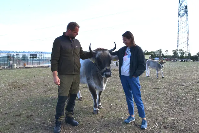 Franz Baron mit IIsabella Schieszler-Lotschak einem Tiroler Grauvieh, das auf einer Weide gemeinsam mit Schafen, Hühnern und Gänsen lebt. | Foto: Mirjam Preineder