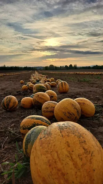 Bunte Herbstpracht: Ein Kürbisfeld zeigt sich noch einmal von seiner schönsten Seite. | Foto: Lilia Olchowa