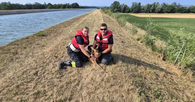 Die Freiwillige Feuerwehr Rems rettete ein erschöpftes Reh aus dem Ennskanal. | Foto: Bezirksfeuerwehrkommando Amstetten