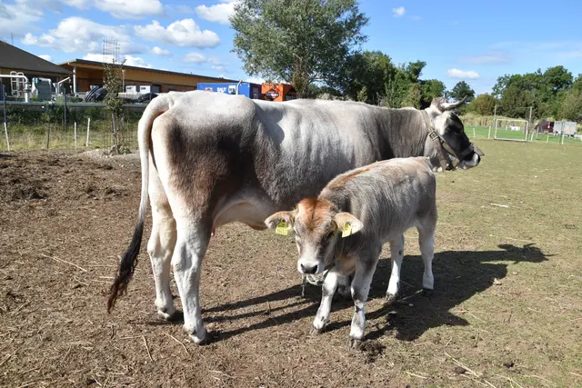 Tiroler Grauvieh, Mutter mit Kalb. | Foto: Mirjam Preineder