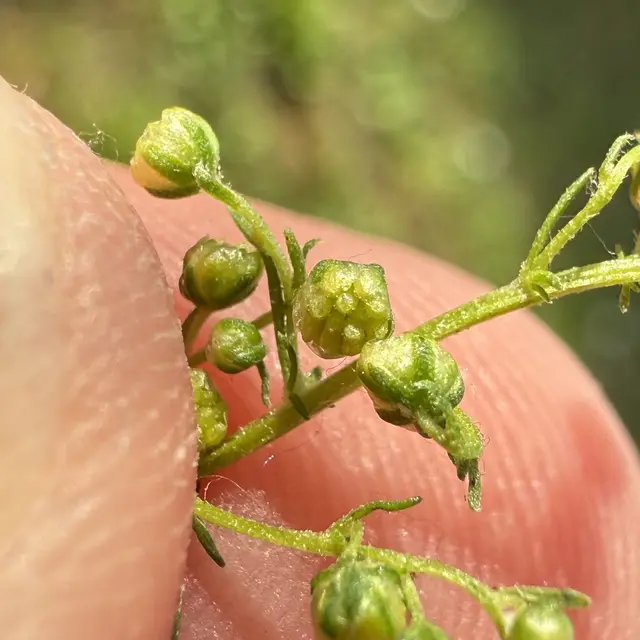 Die Pollensaison klingt aus, doch spät blühende Beifußarten können im Osten Österreichs noch Beschwerden auslösen. Foto: Der Einjährige Beifuß – Artemisia annua. | Foto: Bastl