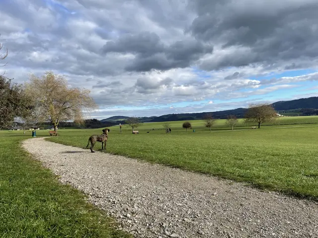 Die Hundewiese Seekirchen bietet mit etwa vier Hektar viel Platz.  | Foto: sm