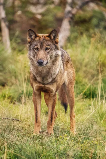 On Osttirol wurde ein Wolf zum Abschuss frei gegeben. | Foto: pexels / Rino Adamo