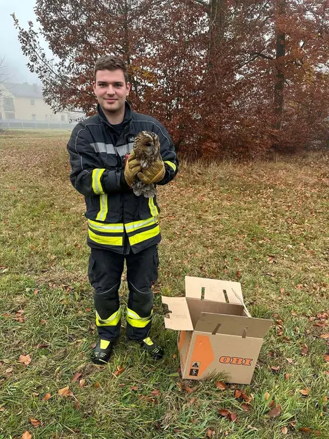 Die Freiwillige Feuerwehr Amstetten rettete einen verirrten Waldkauz aus einem Kaminrohr und taufte ihn humorvoll auf den Namen „Sir Harry Hotter“
 | Foto: Bezirksfeuerwehrkommando Amstetten
