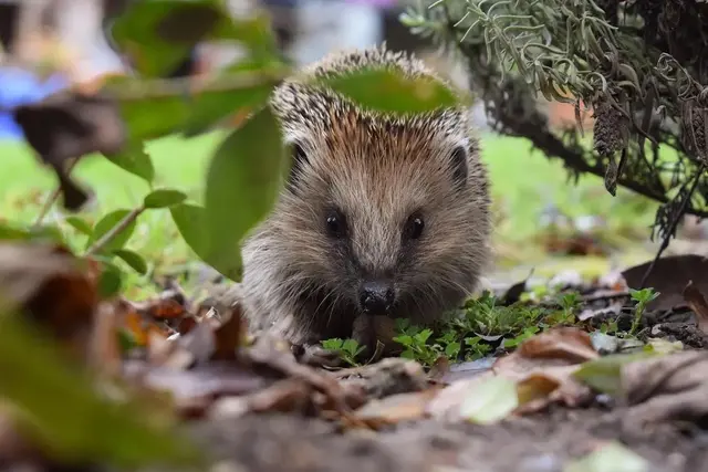 Das ideale Winterquartier für Igel besteht aus einem Haufen aus totem Holz, Reisig und Laub. Wer einen Igel in Not findet, sollte helfen.  | Foto: Pixabay