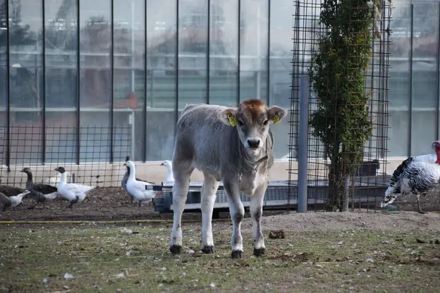Tiroler Grauvieh, das auf einer Weide gemeinsam mit Schafen, Hühnern und Gänsen lebt. | Foto: Mirjam Preineder