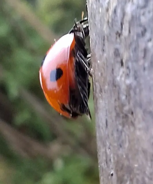 Foto: Kurt Nöhmer
