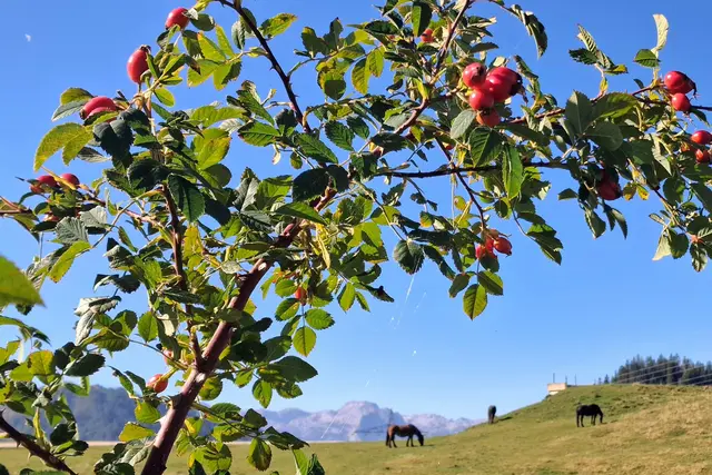 ...herbstlicher Durchblick...