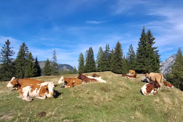 ...die Kühe genießen noch die sonnigen Herbsttage.