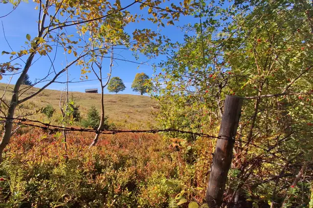 ...bunter, herbstlicher Durchblick