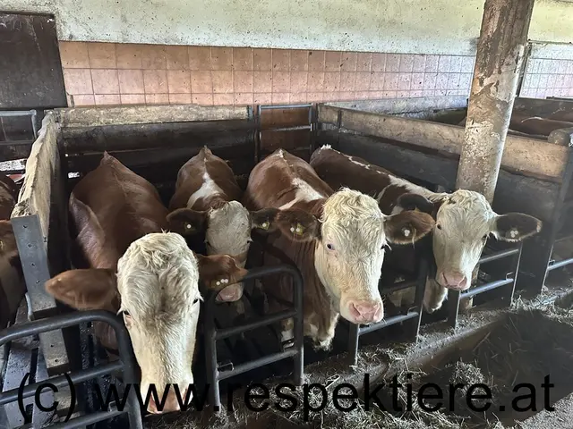 Foto: RespekTiere