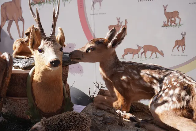 Wildtiere, Jagd und der Lebensraum Wald stehen beim elften „Tag des Wildes“ in der Innsbrucker Altstadt im Mittelpunkt.  | Foto: AMG