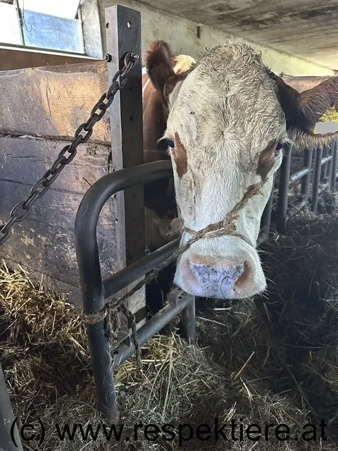 Eines der Tiere in der verbotenen Kopfanbindung. | Foto: RespekTiere
