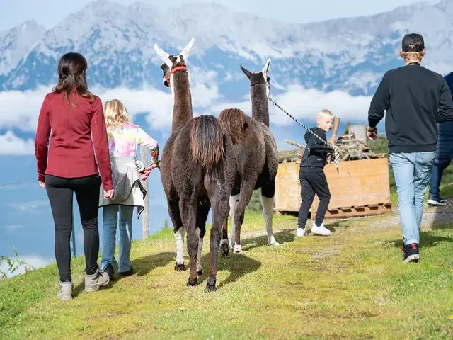 Auch Alpakas tragen zum Programm bei. | Foto: TVB Hohe Salve