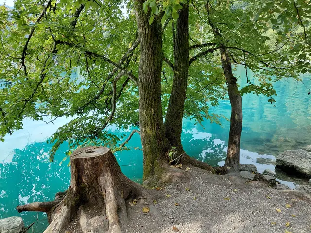 Foto: H.Bachinger
