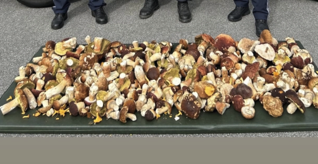 Insgesamt 34 Kilogramm Pilze wurden am Mittwoch in einem italenischen Auto gefunden. | Foto: Polizei Kärnten