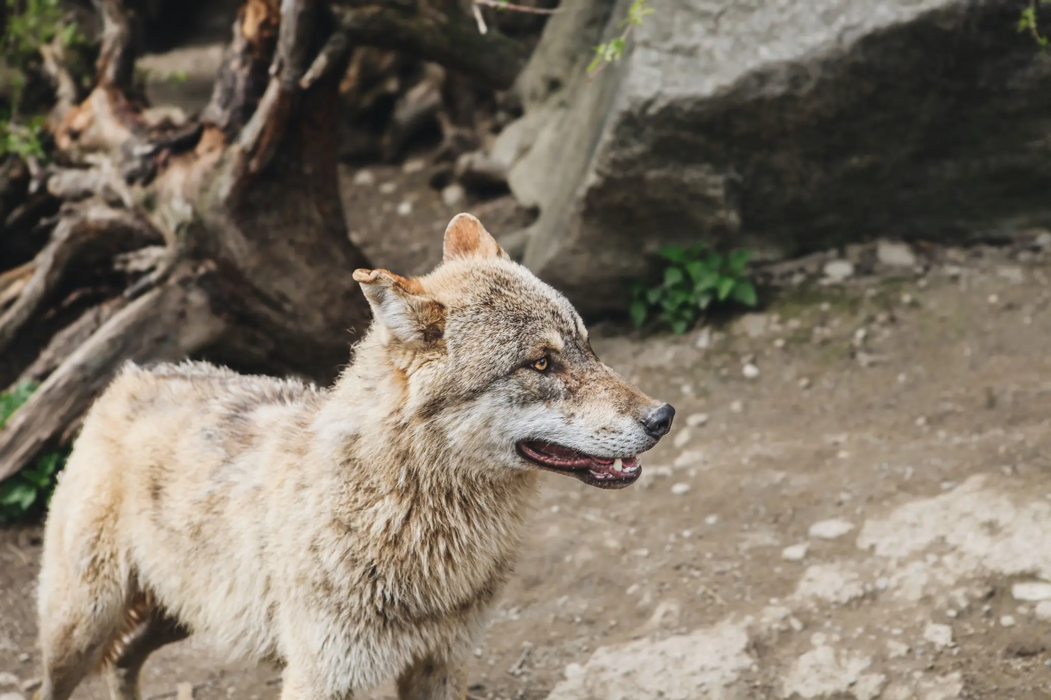 Wolf shooting in Arzl in the Pitztal Valley:: |