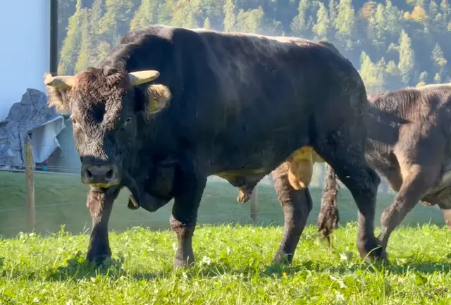 Der Stier auf dem Hof in Achenkirch wurde von der Cobra erschossen.  | Foto: Archiv