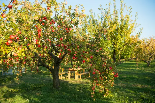Der Vortrag zeigt, wie clevere Obstgartenplanung funktioniert.  | Foto: be free.stock.adobe.com 