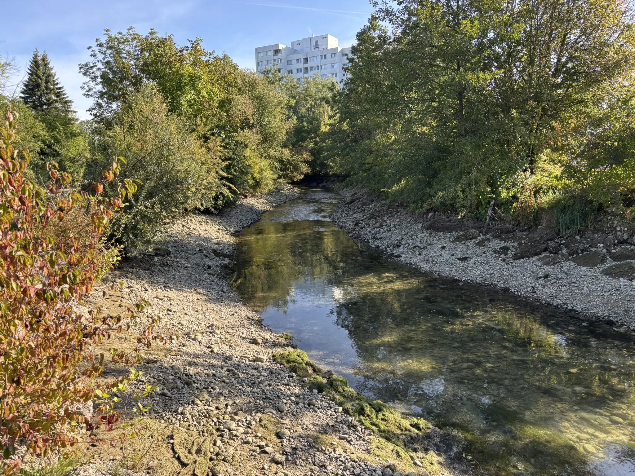 Pleasing Find During Stream Drainage: The Noses Are Back in the Mühlbach - ...