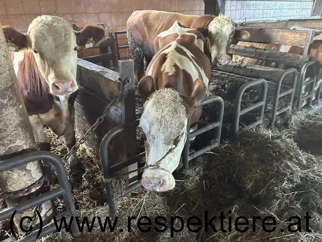 Die Kuh soll am Kopf angebunden worden sein, um von einem Stier gedeckt zu werden. | Foto: RespekTiere