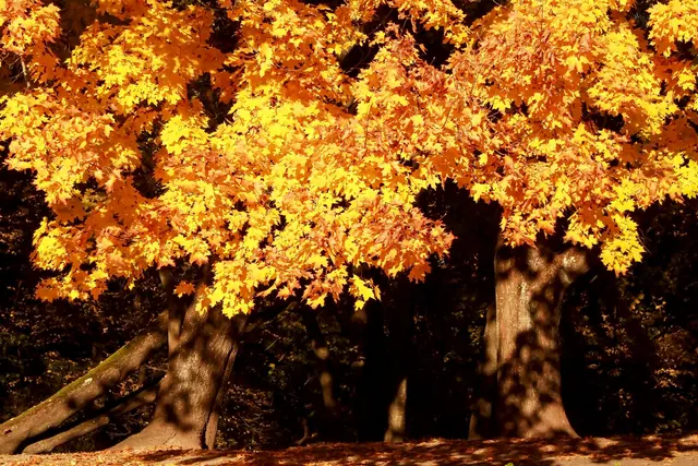 Viel Sonne und milde Temperaturen: Der Mittwoch bringt in Niederösterreich echtes Goldener-Oktober-Wetter.
 | Foto: Pexels (Symbolbild)