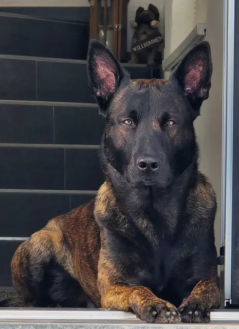 Polizeidiensthund „Ron“ konnte einen in Kitzbühel abgängigen Bewohner eines Altenwohnheims nach rund 1,5 Kilometern Fährtenarbeit unverletzt auffinden. | Foto: Polizei Tirol