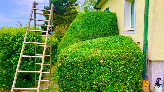 Hofmann Günter GmbH aus Spillern: Obstbaumschnitt und Kronenpflege als Teil der fachgerechten Gartenpflege. | Foto: Hofmann Günter GmbH