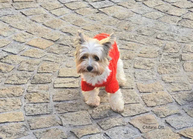 Hund