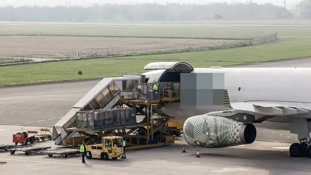 Tiertransporte ab dem Flughafen Linz sind in der Kritik. | Foto: Die Grünen OÖ