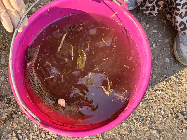 Versuch einer Fischrettung.
