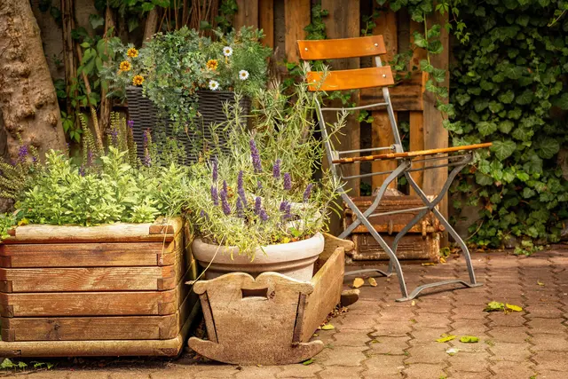 Die Temperaturen sinken: Jetzt wird es Zeit, Balkon- und Kübelpflanzen auf die kalte Jahreszeit vorzubereiten. | Foto: Pexels (Symbolbild)