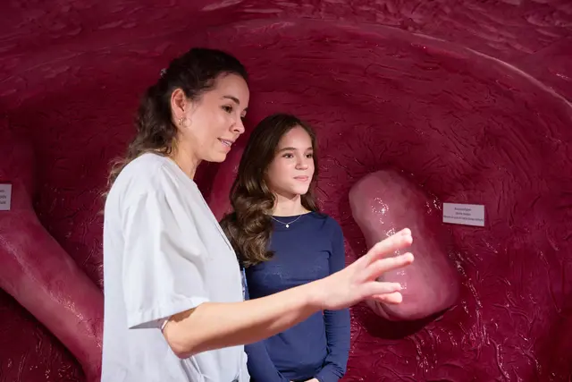 Ärztinnen und Ärzte erklären während eines Rundgangs den Aufbau des Organs und zeigen, wie sich gutartige und bösartige Erkrankungen darstellen. | Foto: Philipp Grausam