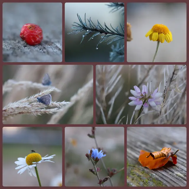 ...ohne BLUMAL geht`s nicht...