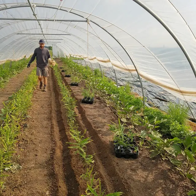 Bei Foodcoops werden die Lebensmittel direkt von den Produzentinnen und Produzenten bestellt.  | Foto: Foodcoop Radieschenbund