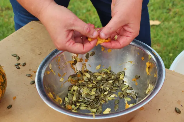 Drei Generationen zuvor wurden die Kürbisse zumeist von Frauen direkt am Acker händisch geputzt, heute erledigen das Erntemaschinen. | Foto: Edith Ertl