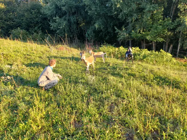 Die Tiere können in Beratungssituationen helfen.