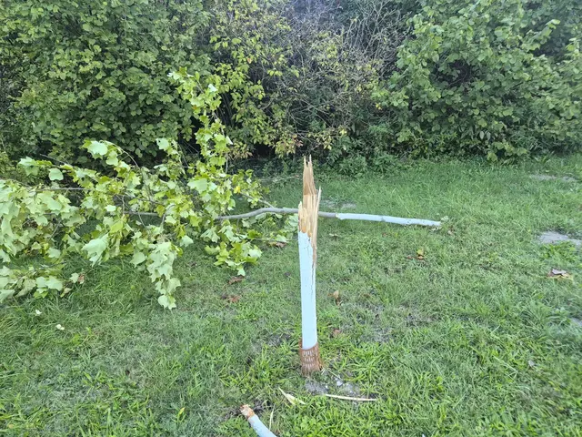 Bäume wurden umgerissen oder umgetreten – die Stadtgemeinde fragt sich, wie so etwas möglich ist. | Foto: Stadtgemeinde Ried