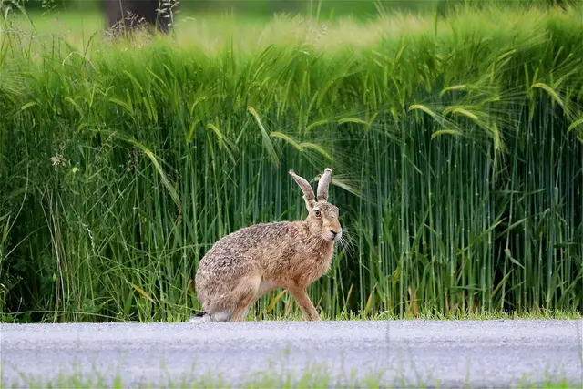Die sonstigen Hasenverluste abseits des Straßenverkehrs stiegen sogar um 379,2 Prozent auf 40.200 Tiere. Die Statistik Austria bringt diesen sprunghaften Anstieg mit dem Myxomatose-Ausbruch, auch Kaninchenpest genannt, im Jahr 2025 in Verbindung. (Symbolbild)
 | Foto: pixabay