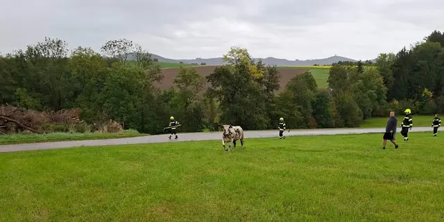 Zahlreiche Personen halfen mit, das ausgebüxte Rind wieder einzufangen. | Foto: FF Eichetsham